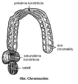 chromozóm.JPG